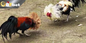 Đá Gà Trực Tiếp Bình Luận